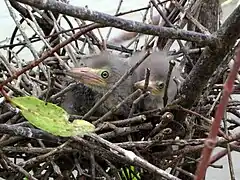 Nestlings