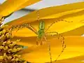 Male Green Lynx Spider, Chesapeake, VA