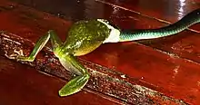 Green Tree Snake - Dendrelaphis puntulata - eating White-lipped Tree Frog near Cooktown, Queensland