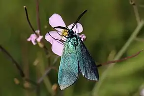 Dorsal view