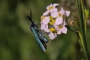 Lateral view