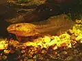 Green frog (Lithobates clamitans) tadpole