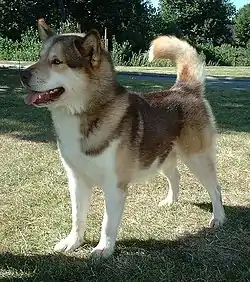 Image 9The Greenland dog carries 3.5% genetic material inherited from a 35,000-year-old wolf from the Taymyr Peninsula, Arctic Siberia. (from Domestication of the dog)