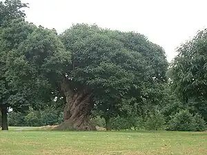 One of the ancient sweet chestnut trees.