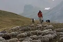 Image 2Sheep in Écrins National Park (France) (from Livestock)