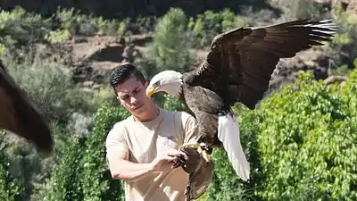 A birds of prey display