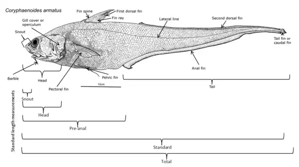 Image 47An annotated diagram of the basic external features of an abyssal grenadier and standard length measurements. (from Deep-sea fish)