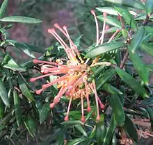 pink flower closeup