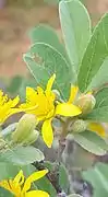 Close-up of flowers and flower buds