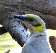 Closeup of head highlighting the small grey patch between the bill and forehead from which the bird gets its common name