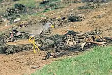 Grey-headed Lapwing