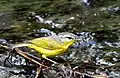 Grey-hooded warbler