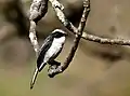 Grey Bushchat