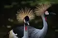 Grey crowned crane