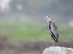 Grey Heron waiting for sunrise at Ameenpur lake