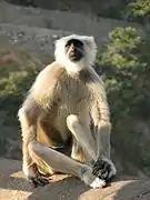 Langur Monkey