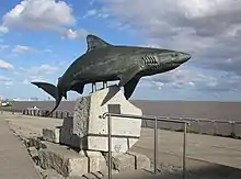 Image 12Postural configuration of a Gray Reef Shark as it displays agonistic behaviour, in a sculpture (from Shark agonistic display)