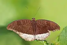 T. l. lepidea, Nepal