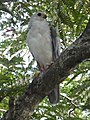 Grey goshawk in Edge Hill, Queensland, Australia