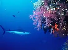  Photo of a shark swimming next to a coral drop-off