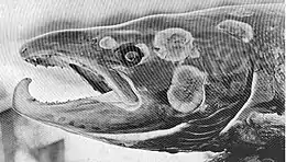 Image 39Salmon with fungal disease (from Marine fungi)