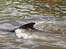 A fin of a whale ploughing through the sea