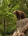 A brown bear at Skansen