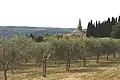 Olives near Grožnjan