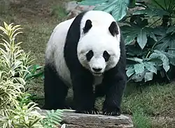 Black and white bear on ground