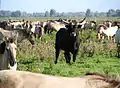 A Heck bull amongst a herd of Konik ponies