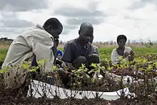 Image 21Harvesting groundnuts at an agricultural research station in Malawi (from Malawi)