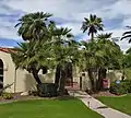 Group of older European fan palms in Phoenix, Arizona