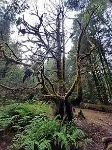 Hymenophyton flabellatum found in Growling Swallett