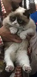 The film also included an appearance by Grumpy Cat