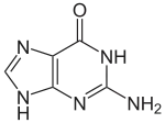 Chemical structure of guanine