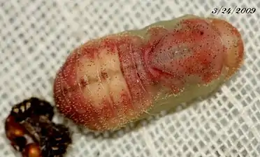 Pupa