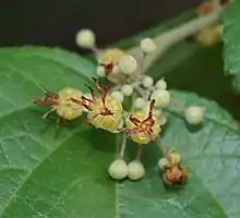 Guácima(Guazuma ulmifolia)