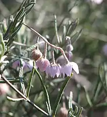 Guichenotia ledifolia