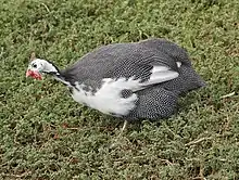 Adult "pied" domestic guineafowl