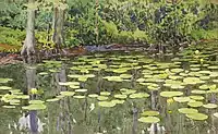 Water-Lily Pond  (1915)