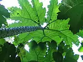 Gunnera