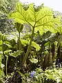 Gunnera about 6½ ft in height