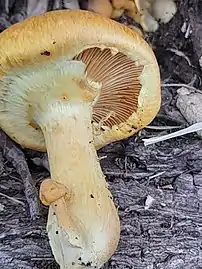 Membranous partial veil of Gymnopilus junonius