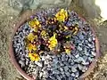 Container plant coming into bloom (leaves not yet unfurled), Alpine House, RHS Garden,Wisley