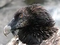 Vulture