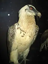 A stuffed bearded vulture (Gypaetus barbatus)