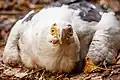 Palm-nut vulture in the Kinshasa Zoo