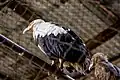 Palm-nut vulture in the Kinshasa Zoo