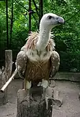 Griffon vulture