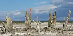 Gypsum crystals formed as the water evaporated in Lake Lucero, White Sands National Park